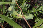 Slimleaf pawpaw